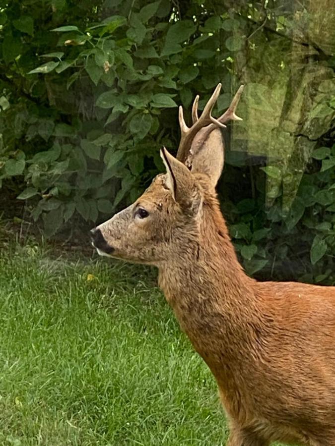 Stubbhuggets Lillstuga Villa Trosa Bagian luar foto